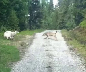 Tre pecore fregano un lupo