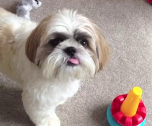 Mette un giocattolo di fronte al suo cane, la sua reazione è incredibile