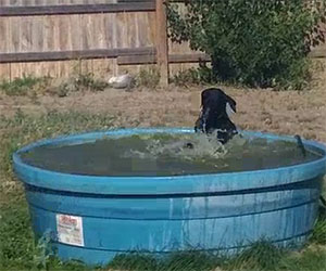 Questo cane si gode un bel bagno in piscina