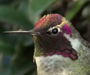 Questo colibrì è stupendo ma aspettate che muova la testa