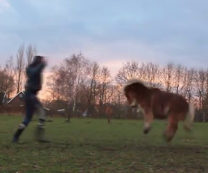 Un dolcissimo pony scatenato