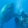 Un enorme squalo si avvicina ad un sub, la sua reazione è da brividi
