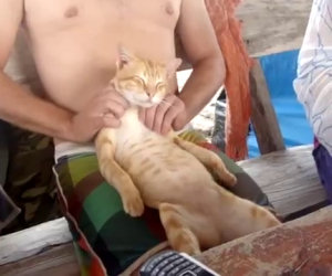Un gatto che adora i massaggi