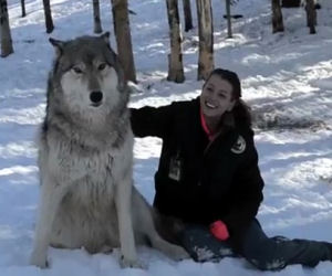 Un lupo gigante si siede vicino alla sua amica e gioca con lei