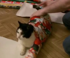 Il gatto si mette sulla carta regalo, ciò che succede dopo è esilarante