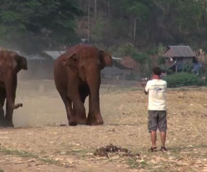 Un uomo emette un richiamo, subito arrivano i suoi amici elefanti