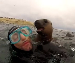 Questi sub ricevono una visita a sorpresa da cuccioli di foca