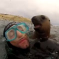 Questi sub ricevono una visita a sorpresa da cuccioli di foca