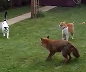 Due gatti affrontano una volpe