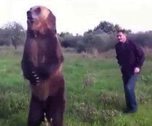 Ecco un incredibile orso domestico