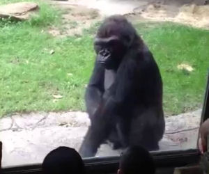 Gorilla fa vedere ai bambini chi comanda