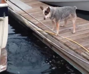 Lontra gioca a nascondino con un cane