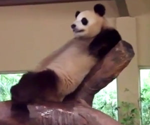 Panda fa la cacca in faccia ad un altro