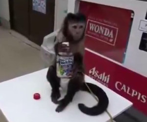 Una scimmia ha sete e compra da bere