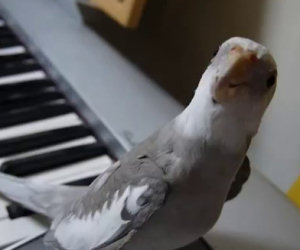 Uccello canta con un pianista