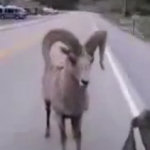 Buffi animali