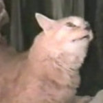 Gatti divertenti