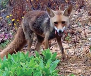 Dà da mangiare ad una volpe, lei ricambia facendogli una sorpresa