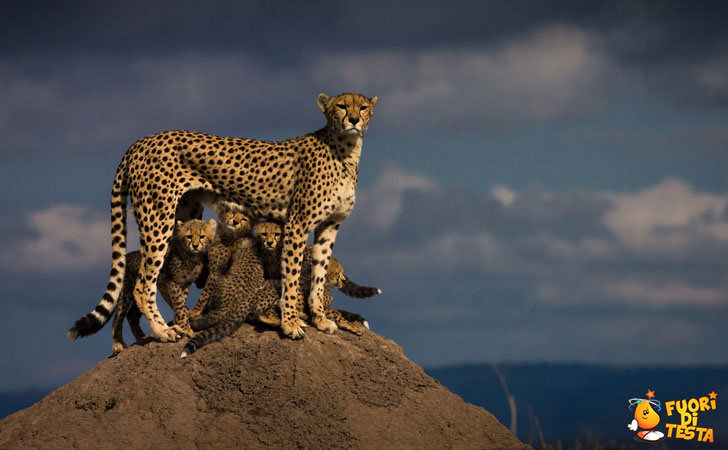 Mamma protegge i suoi cuccioli