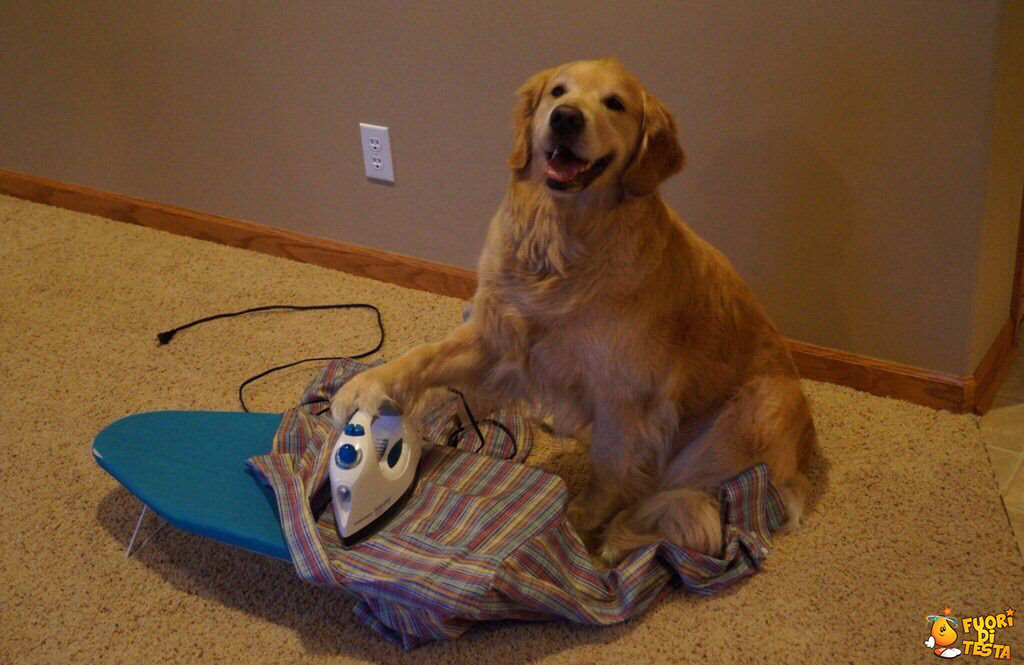 Cane sbriga le faccende di casa