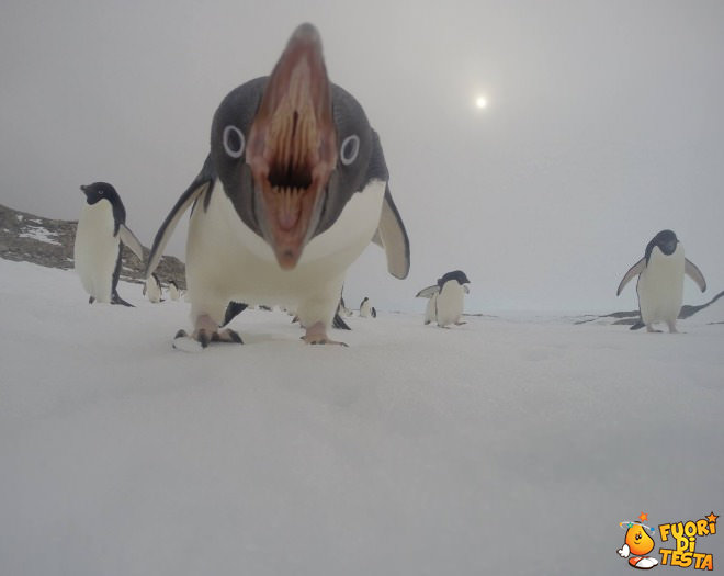 Un pinguino un po' aggressivo