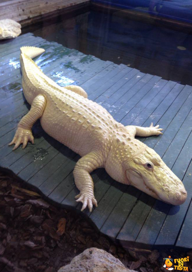 Raro alligatore albino