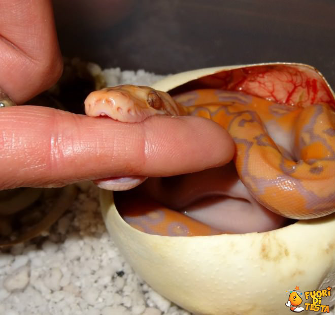 Adorabile serpente appena nato