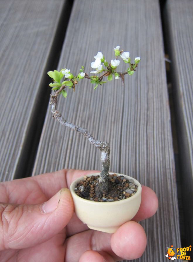 L'albero più piccolo al mondo