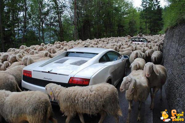 Gregge di pecore e Lamborghini