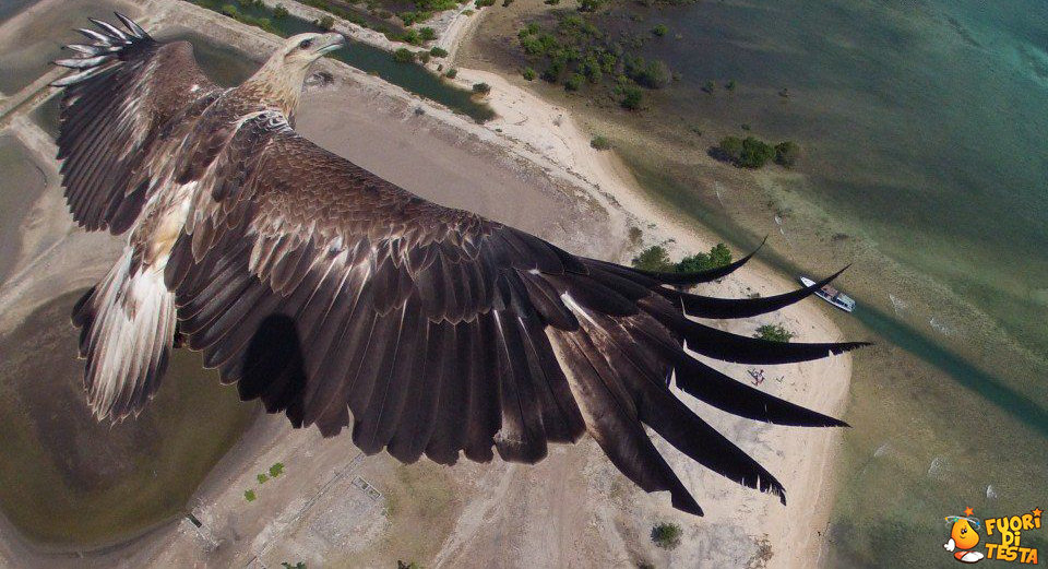 Aquila fotografata da un drone