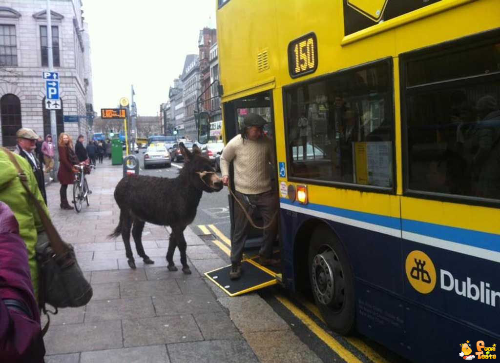 Asino sull'autobus