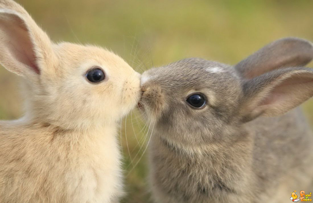 Bacio appassionato tra conigli