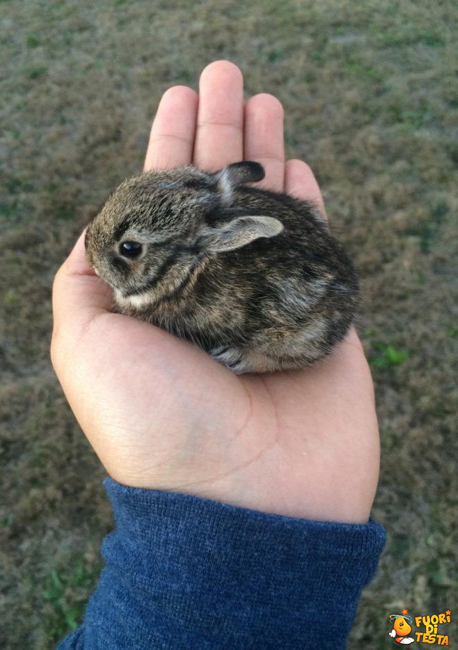 Così piccolo che entra in una mano