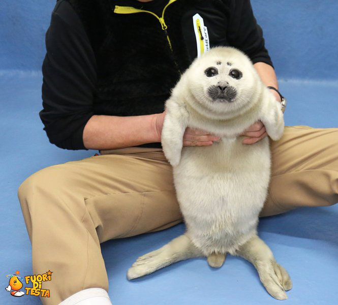 Cucciolo di foca