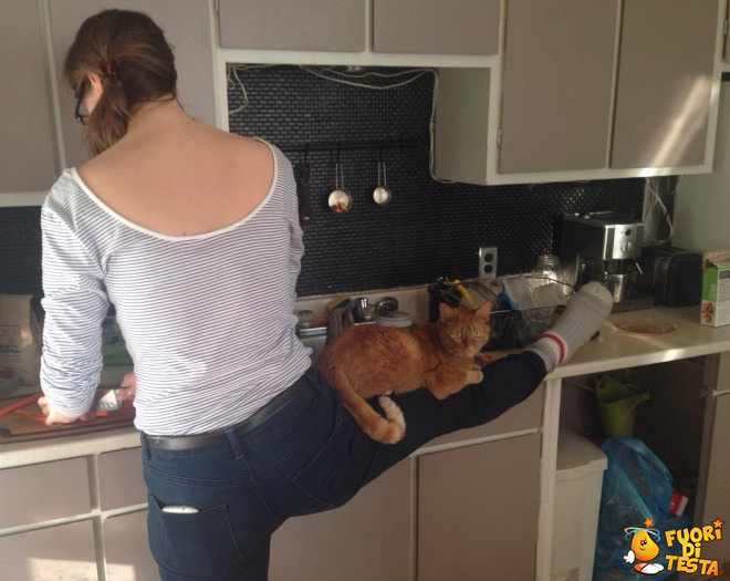 Cucinare con il gatto