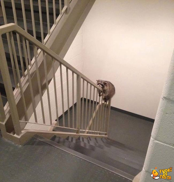 Fare le scale è faticoso