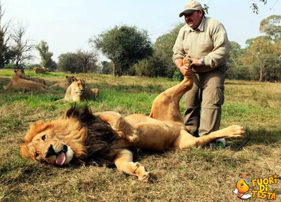 Fisioterapista per leoni
