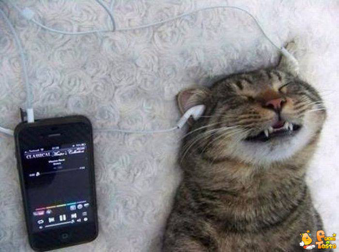 Gatto che ama la musica