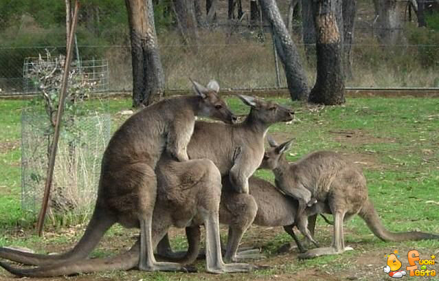 I canguri amano stare in gruppo