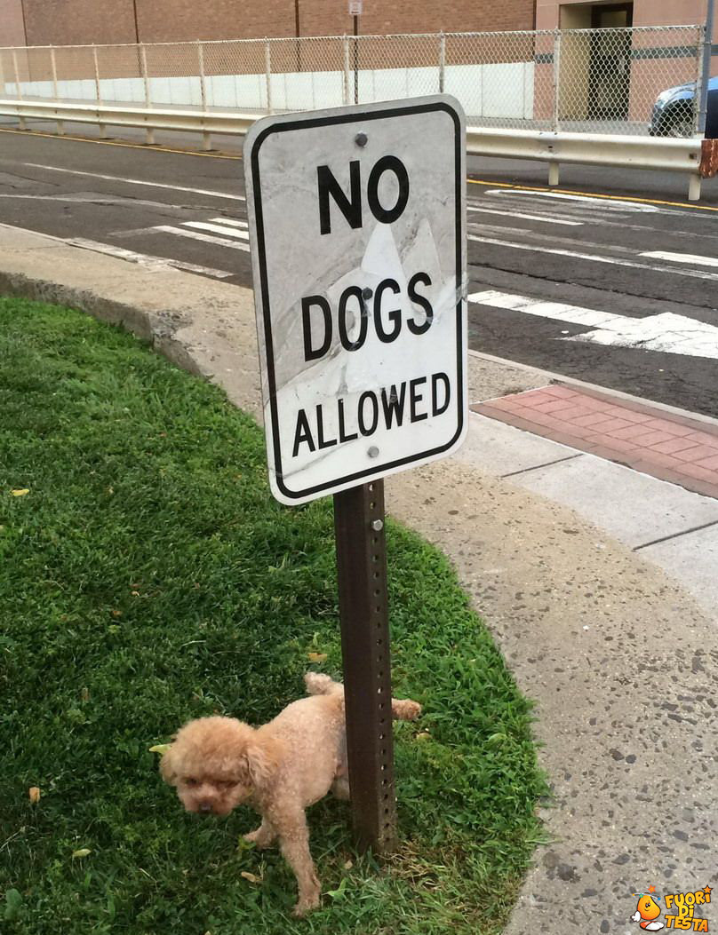 I cani non sono ammessi