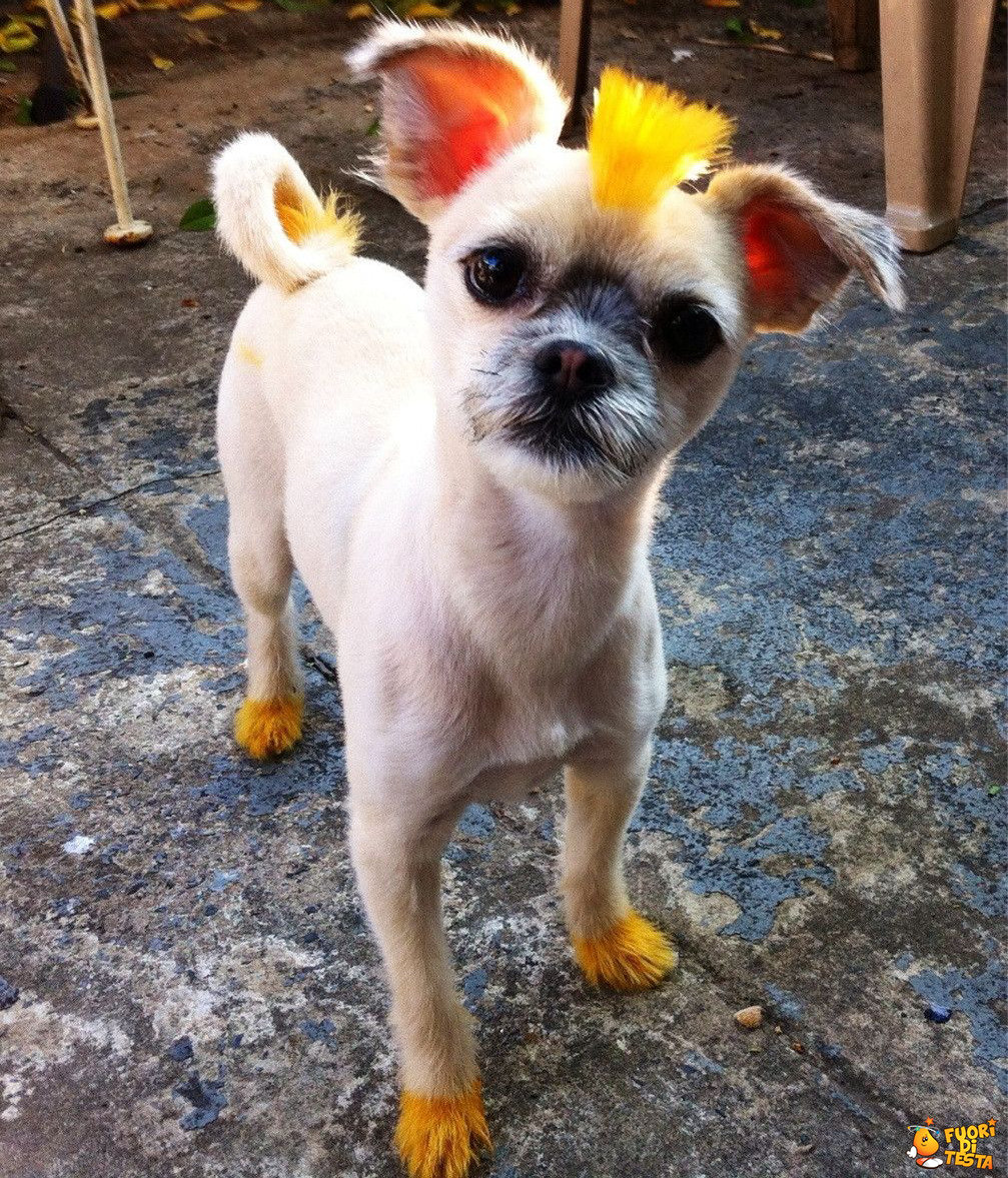 Il cagnolino punk