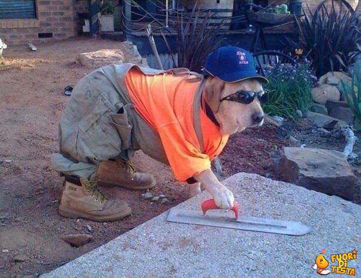 Il cane muratore