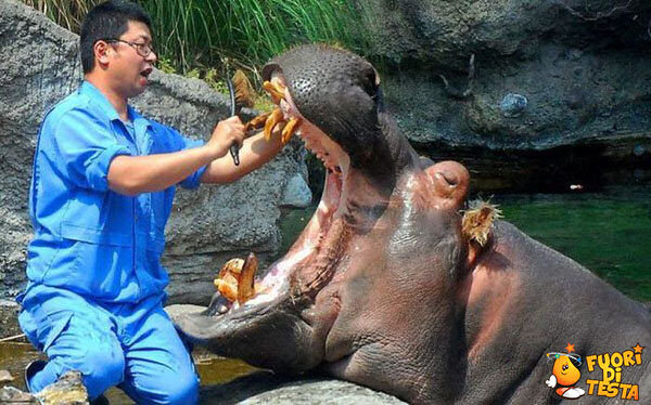 Il dentista per ippopotami