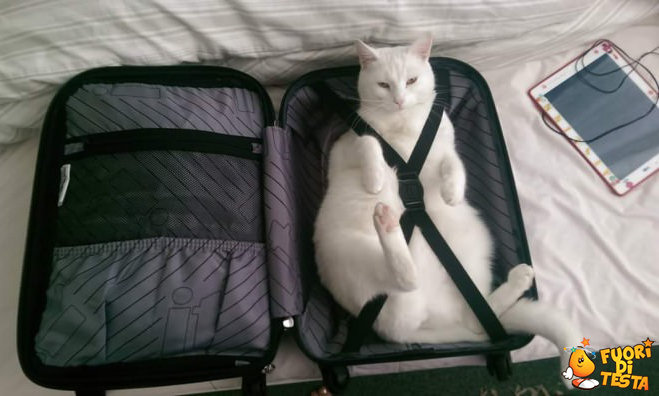 Il gatto viaggiatore