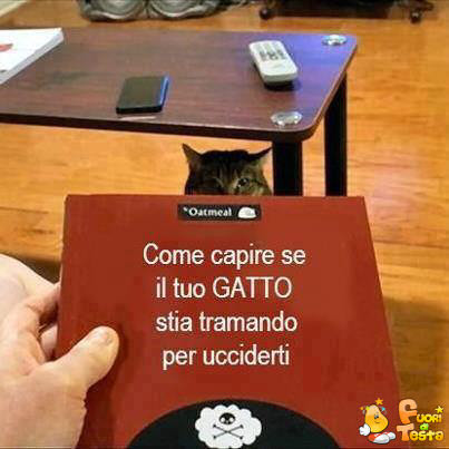 Il gatto vuole ucciderti?