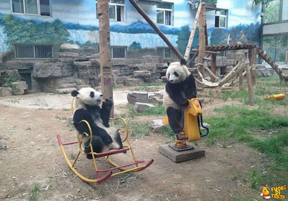 Il parco giochi per panda