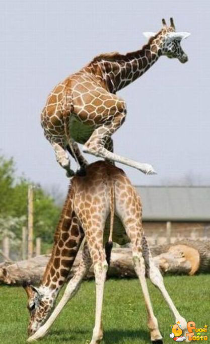 Il salto della giraffa