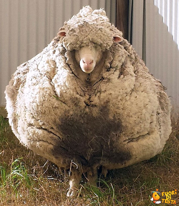 La pecora più grossa al mondo