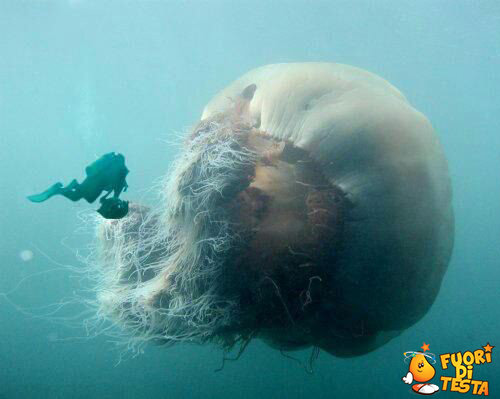 La più grande medusa al mondo