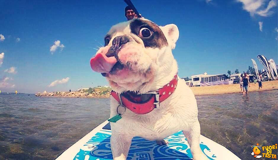 Lui sì che adora il surf!